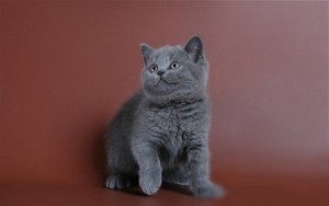 Котенок британец. Котенок голубой британец. Голубые британские котята. Котята голубого окраса              
